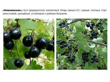 Йошта и смородина в чем разница