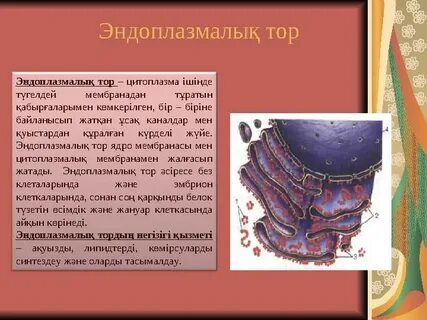 Ол оның есегі мен клиторын сипап, трусиканы жылжытты.