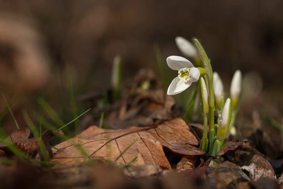 Подснежник расцвел лес. Galanthus krasnovii. подснежник тонколистный. подснежники полевые крым. подснежники в дании.