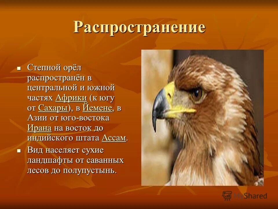 Текст про орла. Степной Орел описание. Степной Орел презентация. Сообщение о Степном Орле. Доклад про орла.