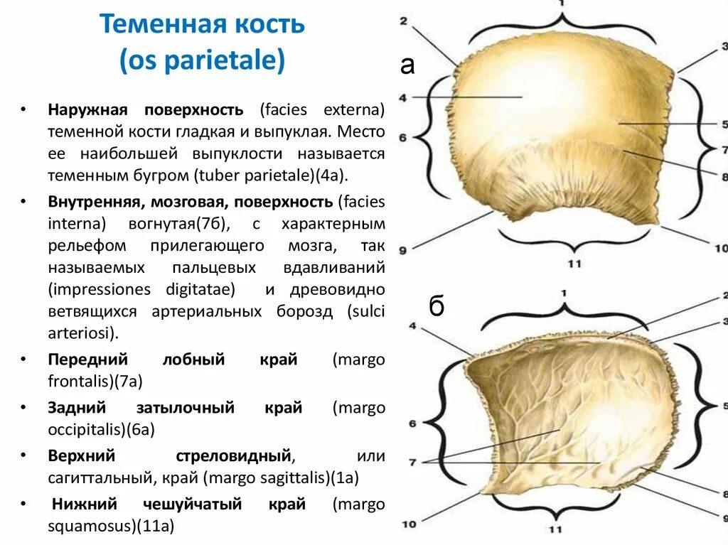 Кости черепа человека анатомия теменная кость. Теменная кость черепа анатомия человека. Третья задняя теменная кость. Теменная кость Тип кости.