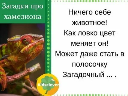 Хамелеон загадка