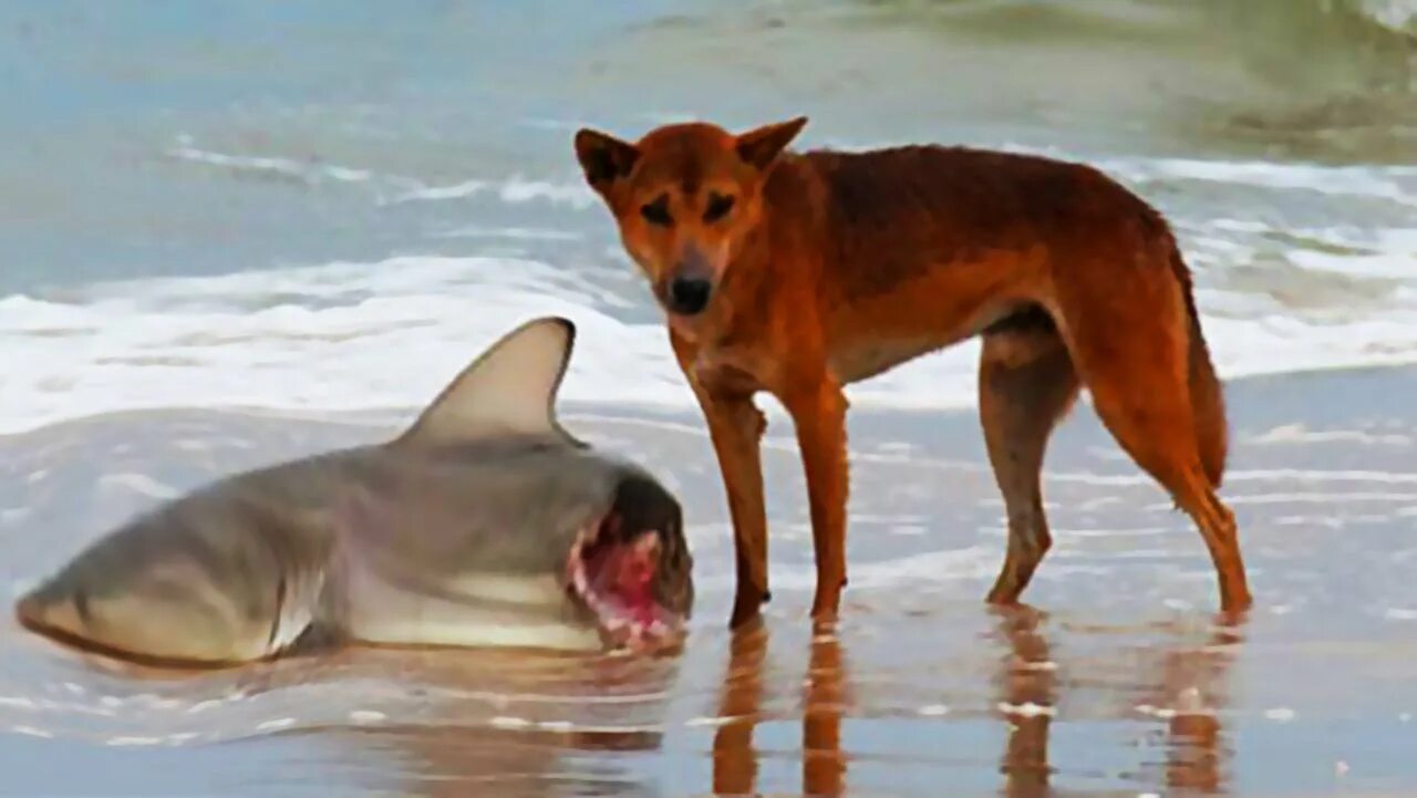 Динго в Австралии. Собака Динго и акула. Дикая собака Динго. Собака Динго в Австралии.