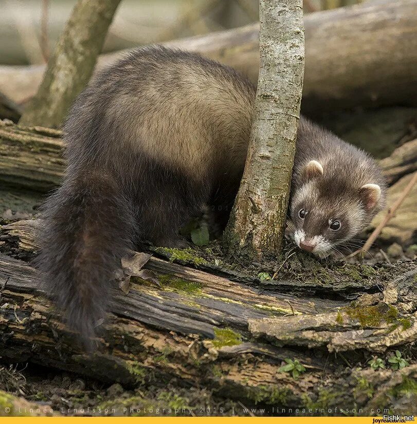 Хорек фретка. Хорёк лесной черный. Хорек фретка черный. Лесной хорёк. Хонорик черный.