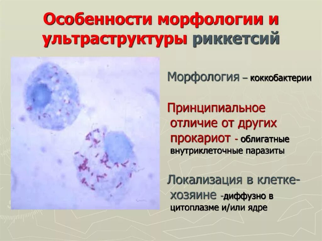 Тип дыхания риккетсий. Риккетсия провачека морфология. морфология и ультраструктура хламидий. ультраструктура риккетсий. риккетсии строение.