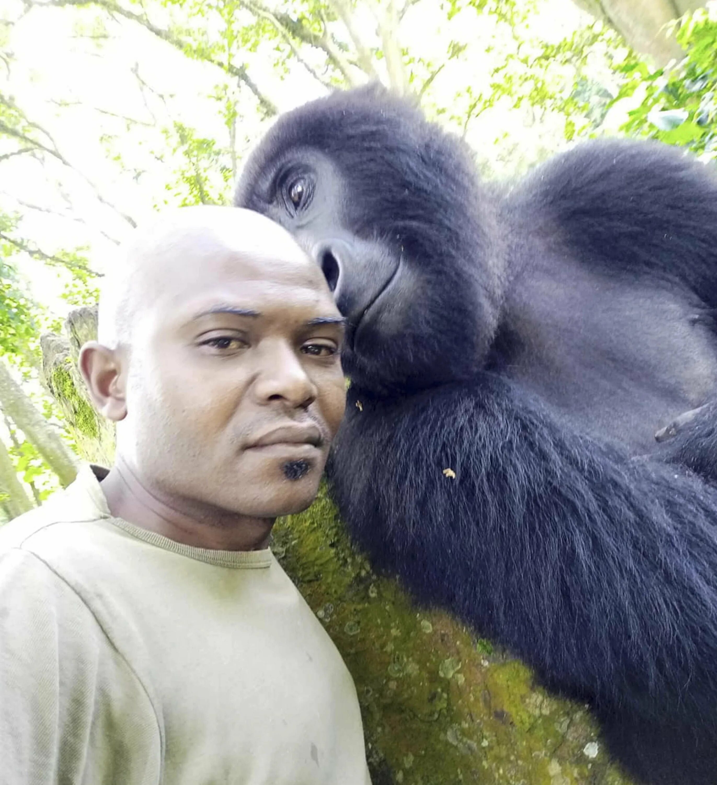 Горилла и человек. Горилла коко и пенни паттерсон. Горилла коко. Jane goodall горилла. Самая большая горилла.