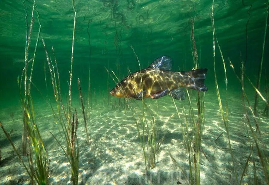 Рыба стояла в воде. Рыба стояла в воде. Рыба. Подводный мир озера. Рыба на поверхности воды.