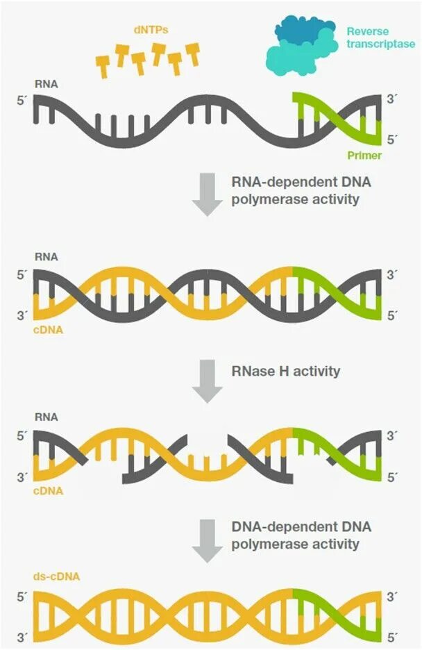 Reverse transcriptase. ДНК. DNA Reverse transcriptase. Обратная транскрипция РНК. Обратная транскриптаза