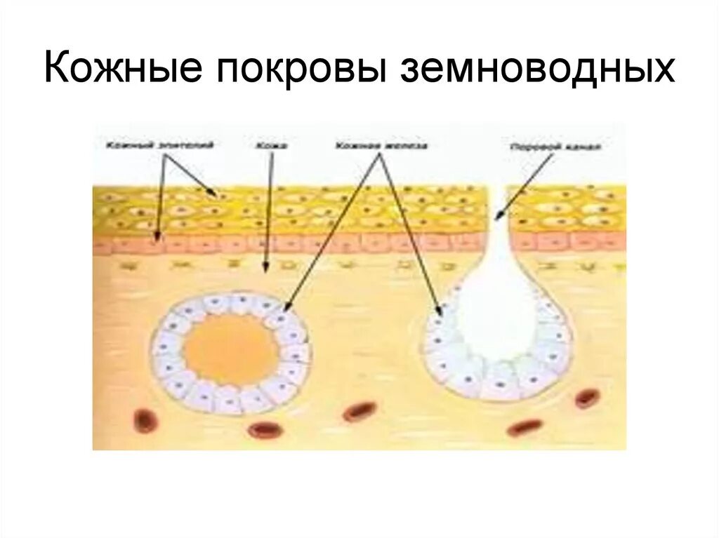 Дыхание кожными покровами. Строение кожи амфибий. Покровы тела амфибий. Строение кожных покровов земноводных. Покровы тела земноводных.