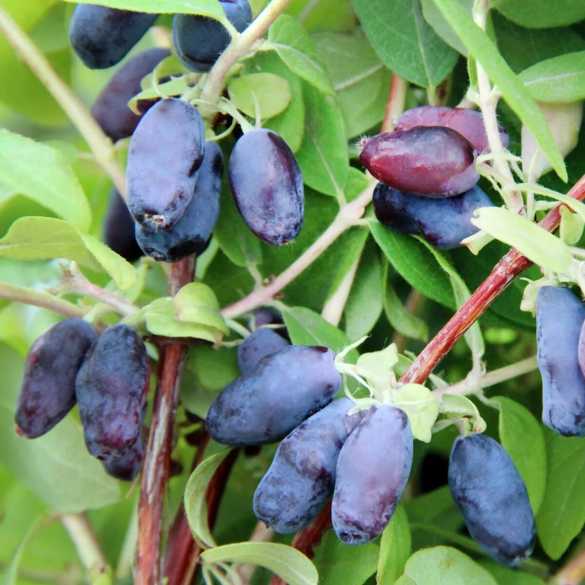 индиго джем отзывы. индиго джем отзывы. индиго джем отзывы. жимолость авача. жимолость камчадалка куст.