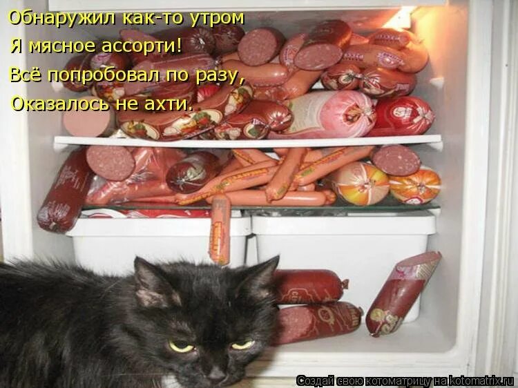 Чтоб все так жили. Смешные коты с колбасой. Кот и колбаса прикол. Приколы про котов и колбасу. Кот любит колбасу.