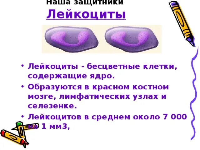 Бесцветные клетки содержащие ядра. Бесцветные клетки содержащие ядра. Бесцветные клетки содержащие ядра. Лейкоциты участвуют в свертывании крови переносе кислорода. Форменные элементы крови лимфоциты.