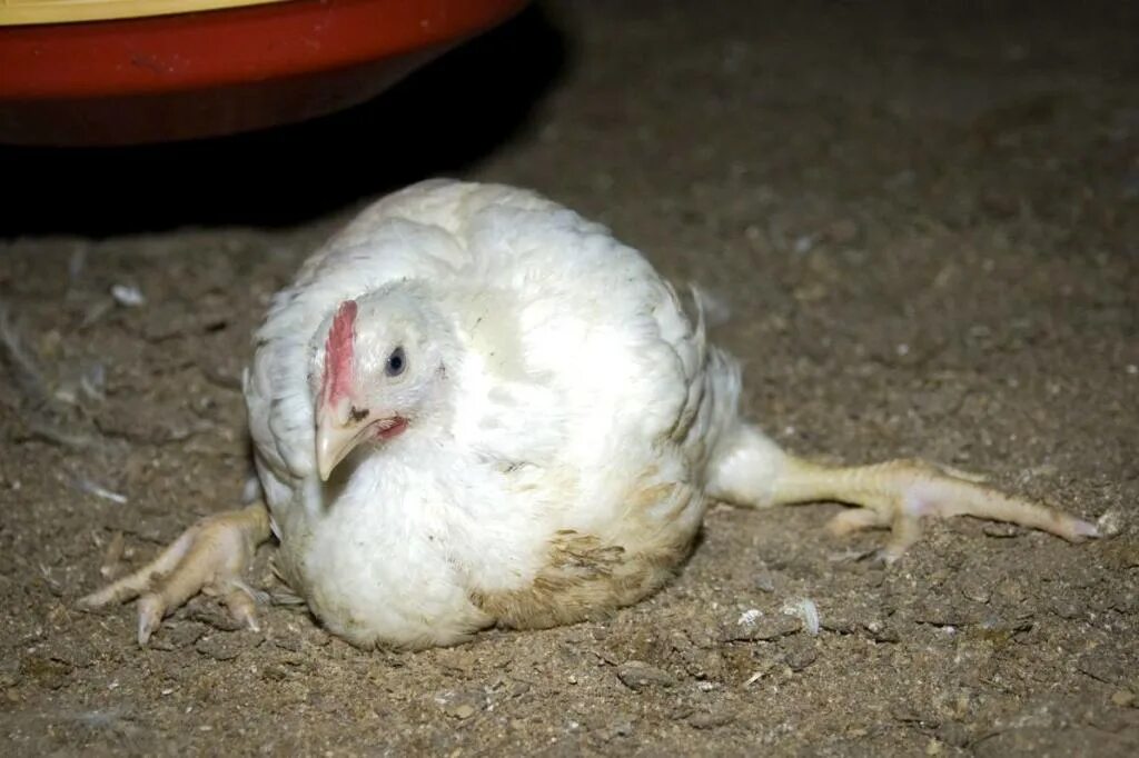 Chicken Illnesses Chickens backyard, Chickens, Pet chickens
