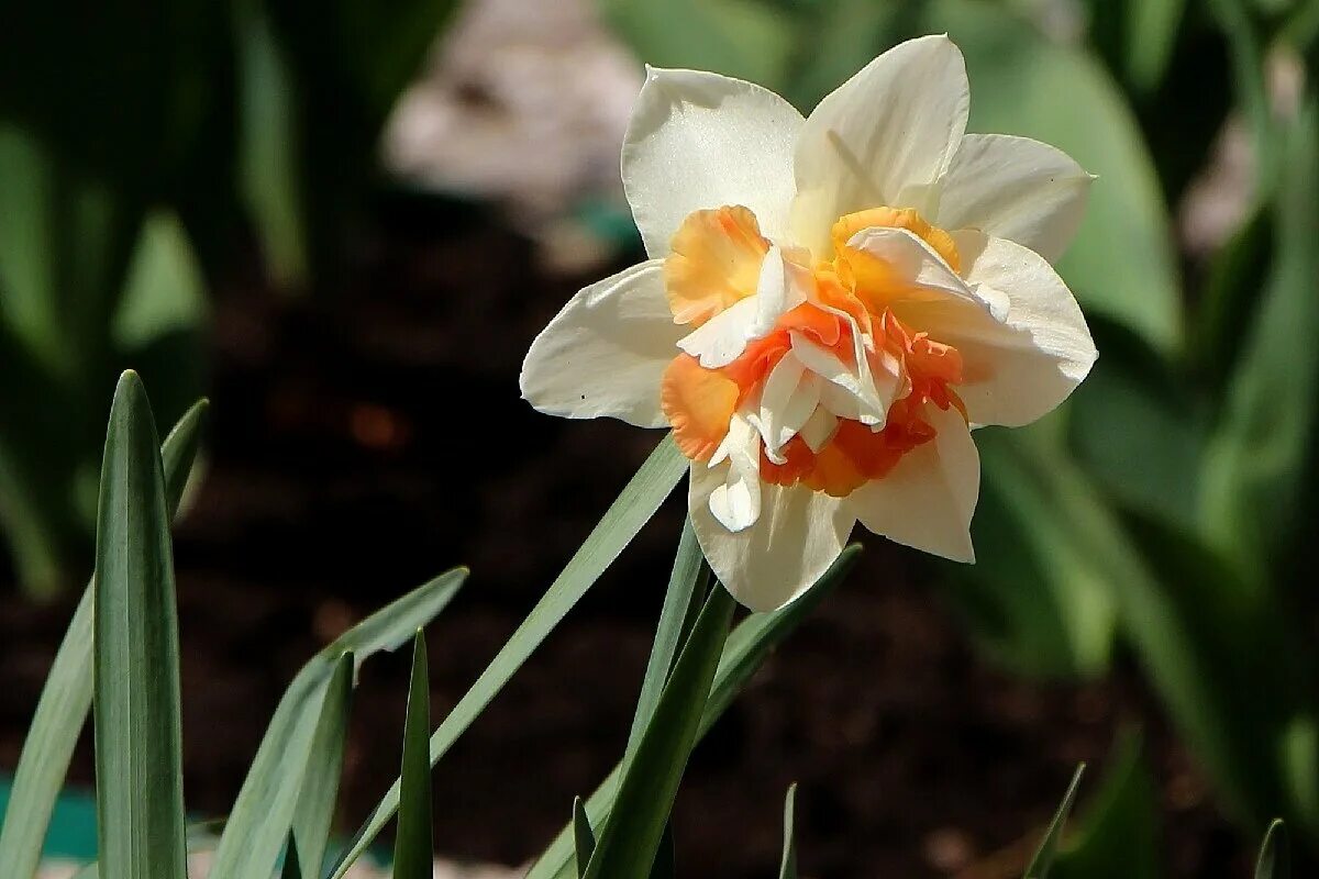 нарцисс cairngorm. Hope narcissus. Hope narcissus. Hope narcissus. Hope narcissus.