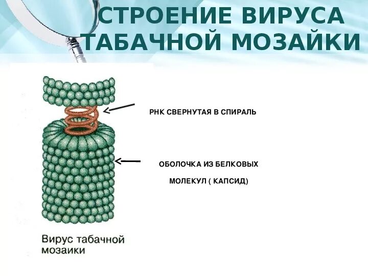 Строение вирус на примере вируса табачной мозаики PPT Неклеточные формы жизни вирусы и фаги PowerPoint Presentation ID:59353