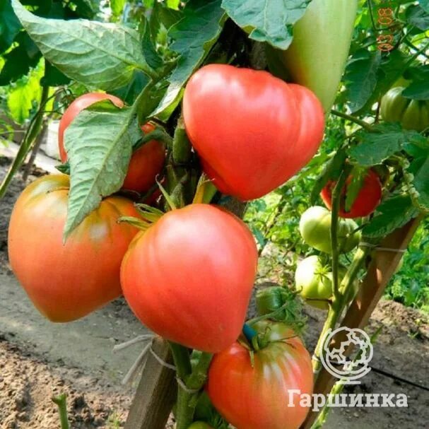 ✅ Growing tomatoes in Siberia: the right way, the best varieties