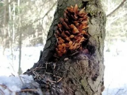 Шишка на стволе