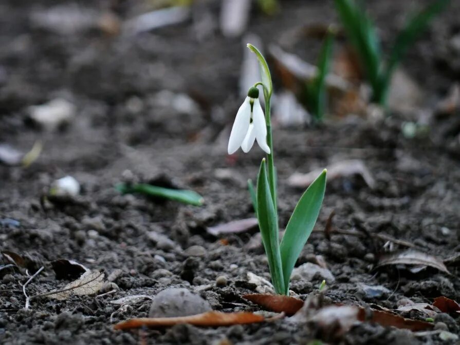 мужчина с подснежниками. росток подснежника. букет подснежников. первоцветы волго ахтубинской поймы. рву подснежники.