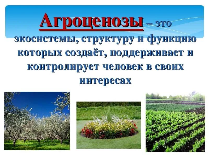 Агроценоз. Искусственные экосистемы агроценозы. Искусственная экосистема агробиоценоз. Искусственные экосистемы в экологии.