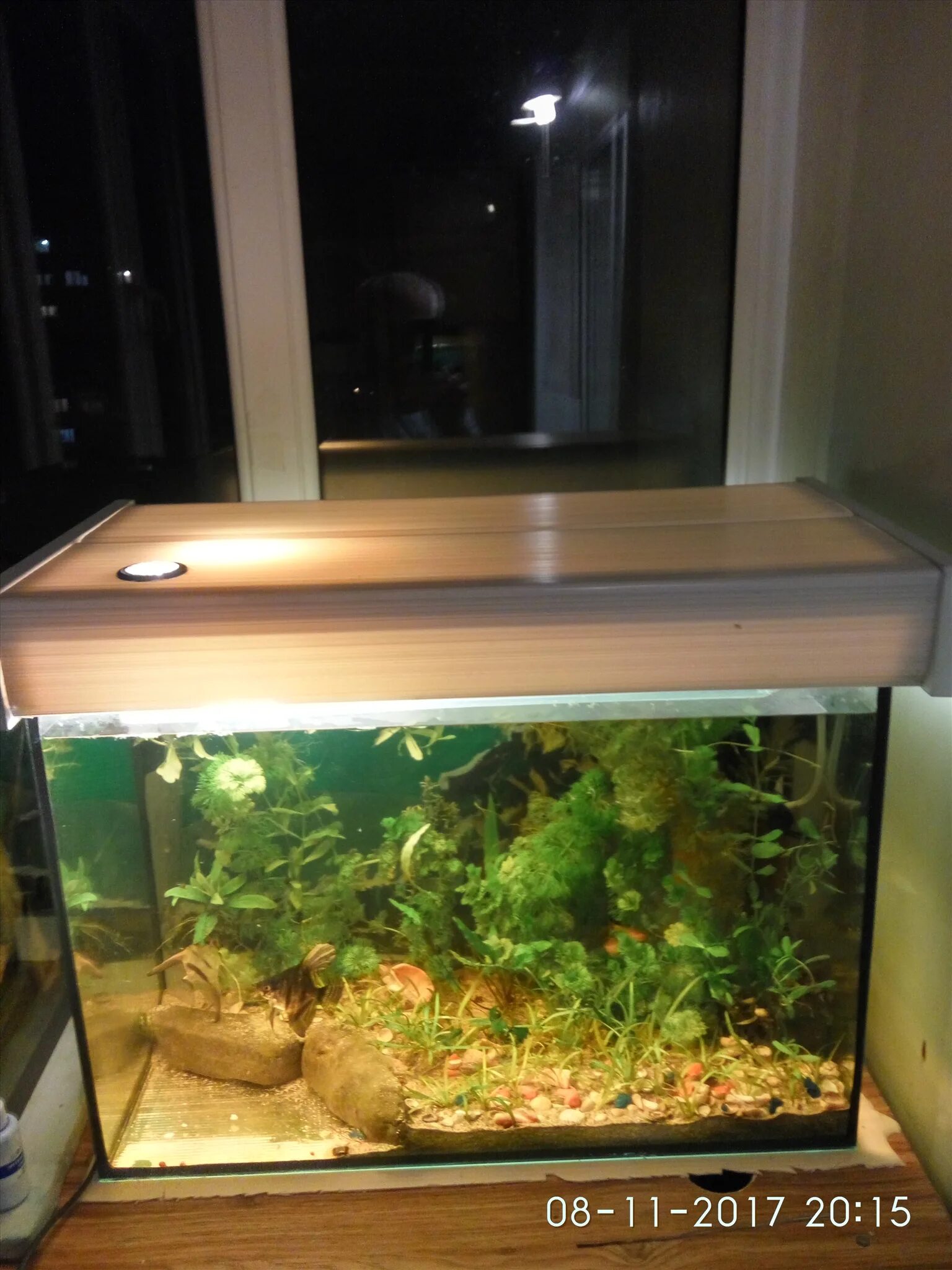 Аквариум 70 литров. Аквариум juwel 30 литров. Аквариум 70. Аквариум 70 литров. Аквариум 70x40x30.