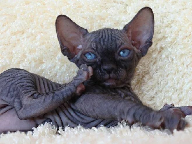 Канадский сфинкс котята. Лысая кошка авито. Сфинкс котята. Сфинкс кошка девочка. Сфинкс кошка авито.