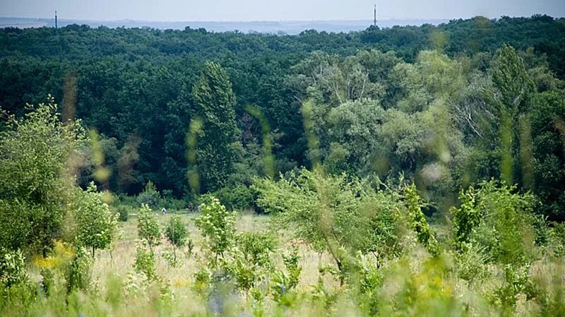 Лесное хозяйство ростова на дону. Сосновая роща щепкинский лес. Александровский лесопитомник ростов. Сосновый бор лес ростовская область. Лесхоз ростов станция.