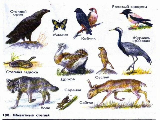 Степь животные список. Степь животные список. Животные степи россии. Животные степи. Животных степи.