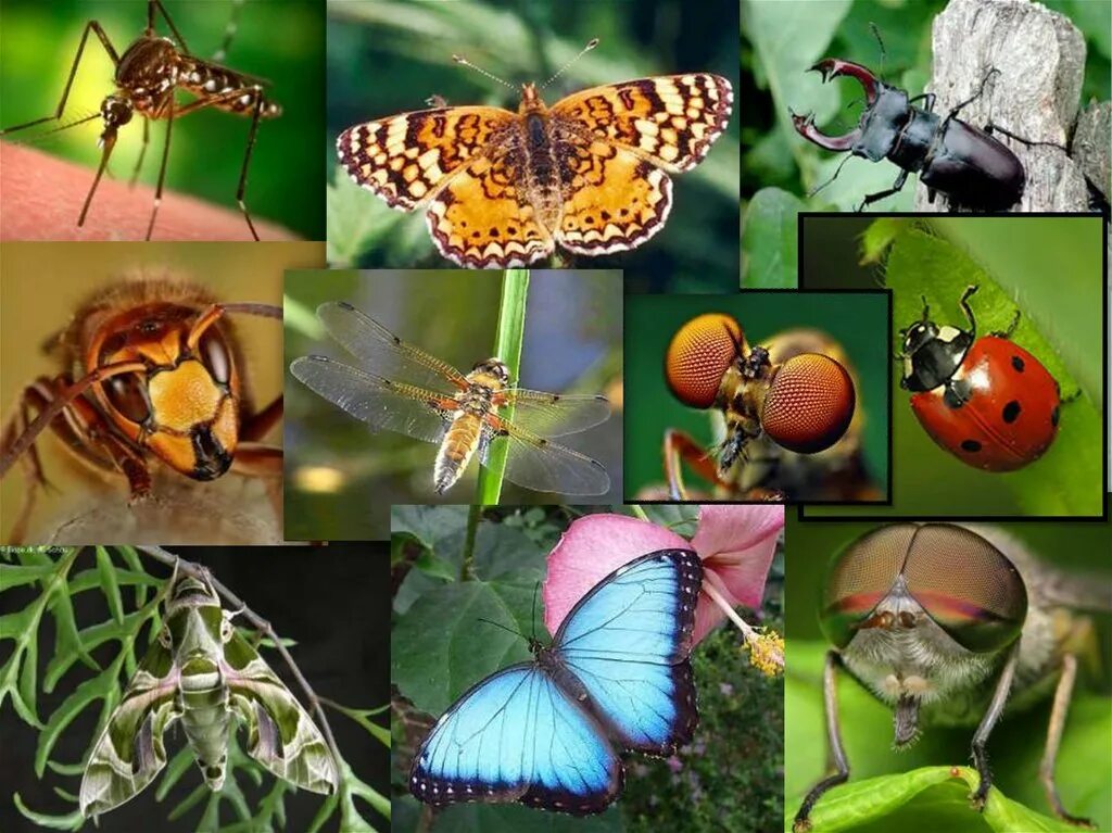 Разно и многообразие. Многообразие насекомых. Насекомые много. Класс насекомые. Насекомые картинки.