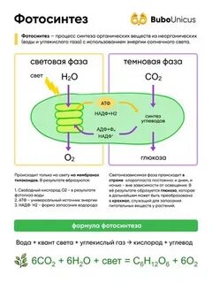 Обмен веществ фотосинтез