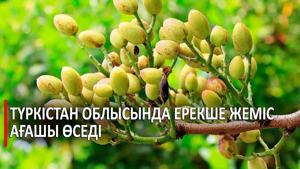 Фисташковые картинки