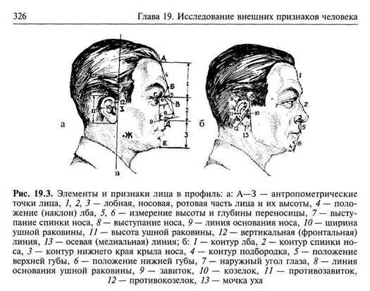 Описание портрета лица. Словесный портрет человека криминалистика. описание по методу словесного портрета в криминалистике. описание лица криминалистика. словесный портрет метод описания внешности человека.
