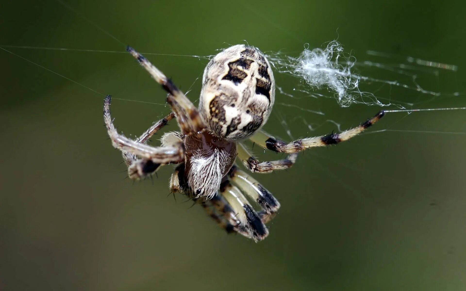 Spiders pictures. Паук Мизгирь крестовик. Паук Мизгирь маленький. Мизгирь паук домашний черный. Плоский паук.