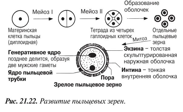 Образование гаплоидной макроспоры мейоз образование восьмиядерного