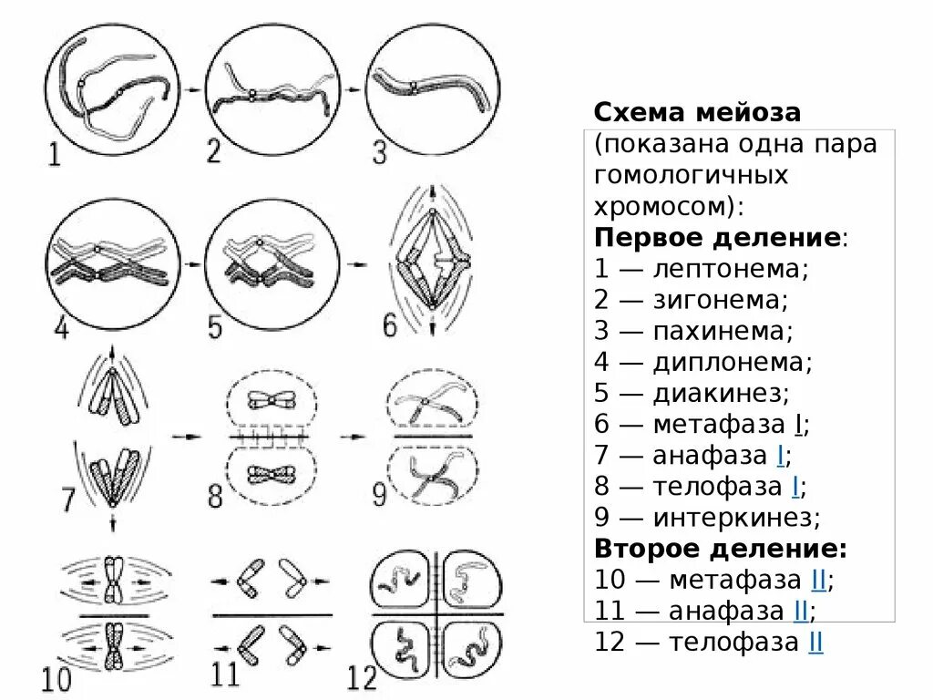 ПЗ № 2. Способы деления клеточного ядра - презентация онлайн