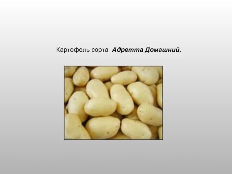 Картофель Адретта: описание сорта и характеристики, выращивание и уход с фото