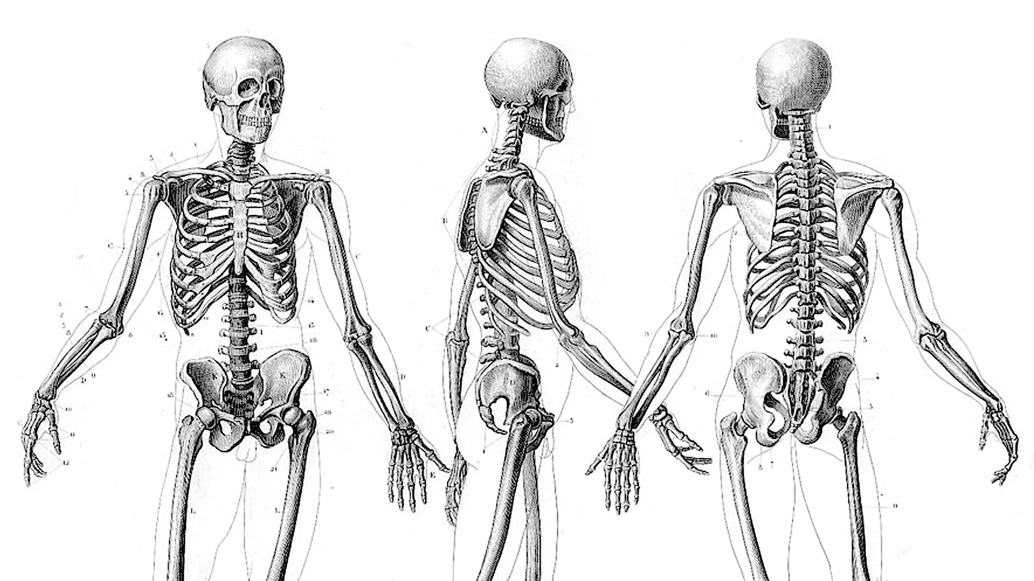 Скелет человека сбоку осанка-. Скелет человека анатомия Майерс. Скелет человека в профиль. Скелет человека профиль и анфас.