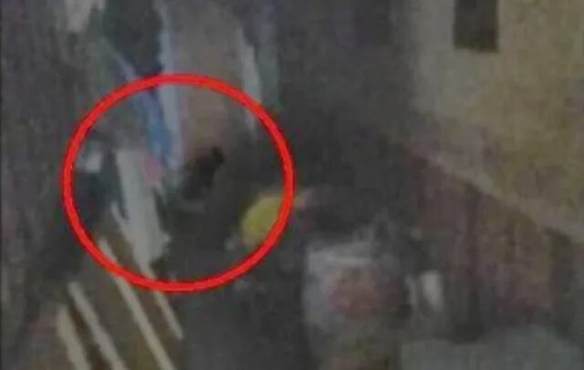 Домовой в реальной жизни. Домовой в реальной жизни дома. Домовой в реальной жизни. Как выглядит домой в реальной жизни. Как выглядит домовой в ряльное жизни.