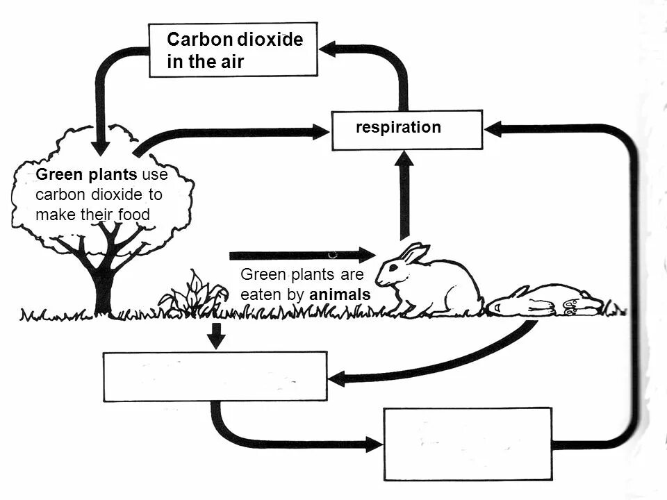 Use carbon dioxide. Biology Test Photosynthesis and respiration Exercies. Carbon Cycle diagram for Science Education. Biology Photosynthesis ,respiration,Living things and Living things 5 Kingdoms definitsh. Biology Test Photosynthesis and respiration Exam.