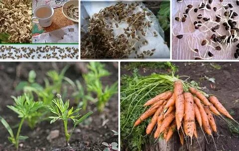 Как получить семена моркови