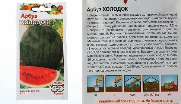 Сорт арбуза холодок. Арбуз холодок семена. Сорт арбуза холодок описание. Арбуз холодок семена. Арбуз мелитопольский.