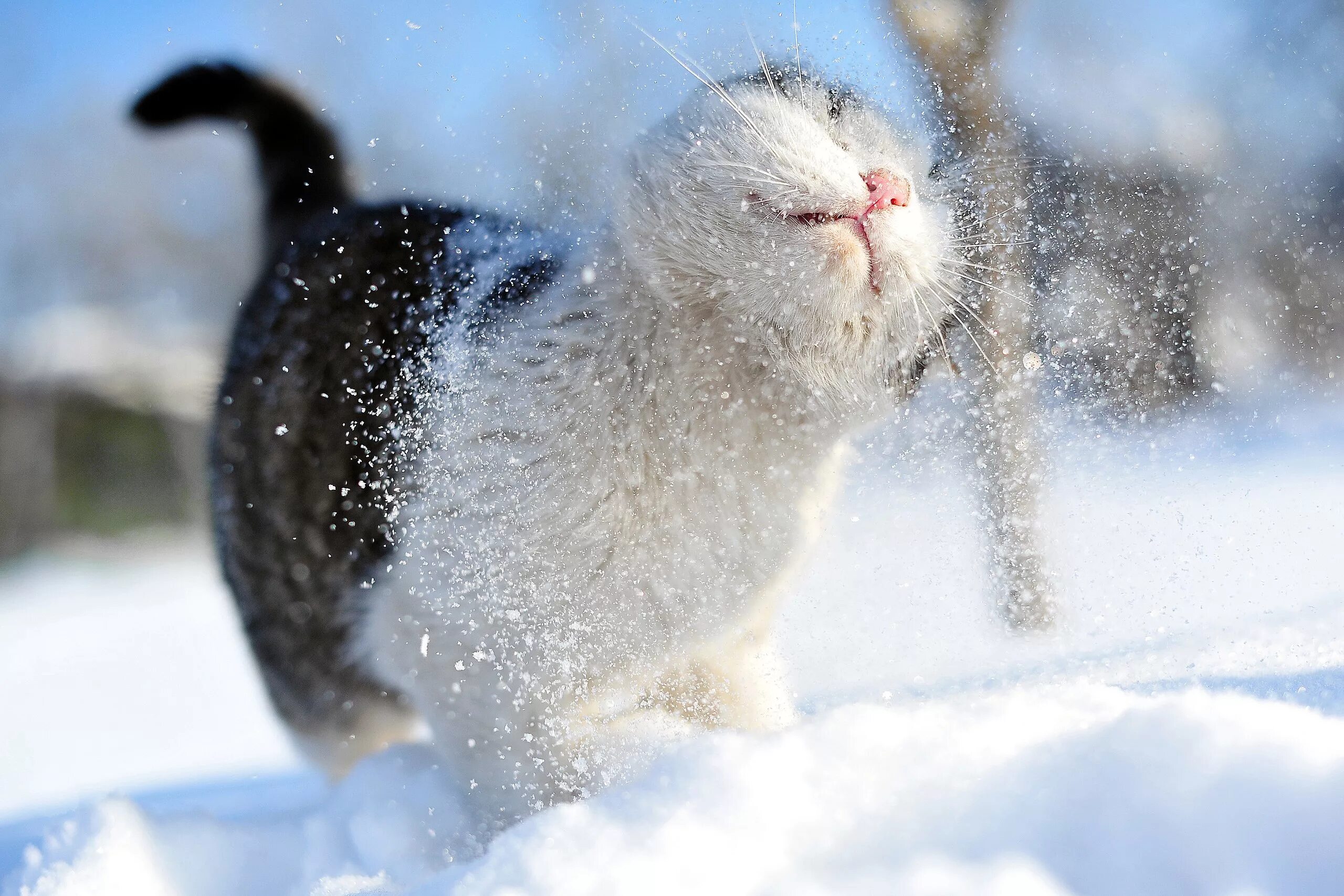 Веселые метели. Аляскинский снежный кот. Зимние котики. Пушистая зима. Небольшой снег.