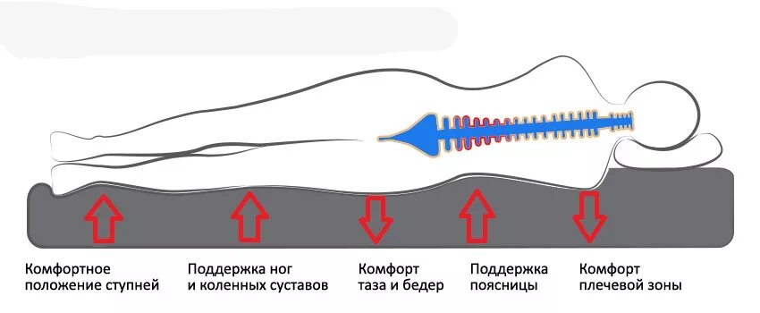 Уровни жесткости матрасов. Матрас для больного позвоночника. Спина и правильный матрас. Матрас для позвоночника с грыжей. Измерение жёсткости матраса.