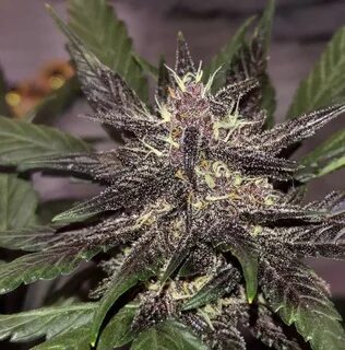 25 auto