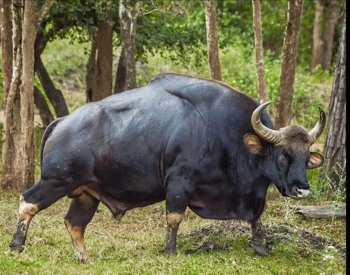 Самое крупное парнокопытное. Индийский бык Гаур. Гаур гаял. Дикий бык Гаур. Индийский Лесной бык Гаур.