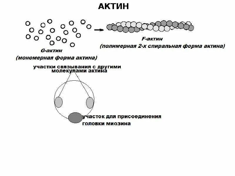 Состав актина. Актин структура. Структура актина биохимия. Строение актина. Строение молекулы актина.