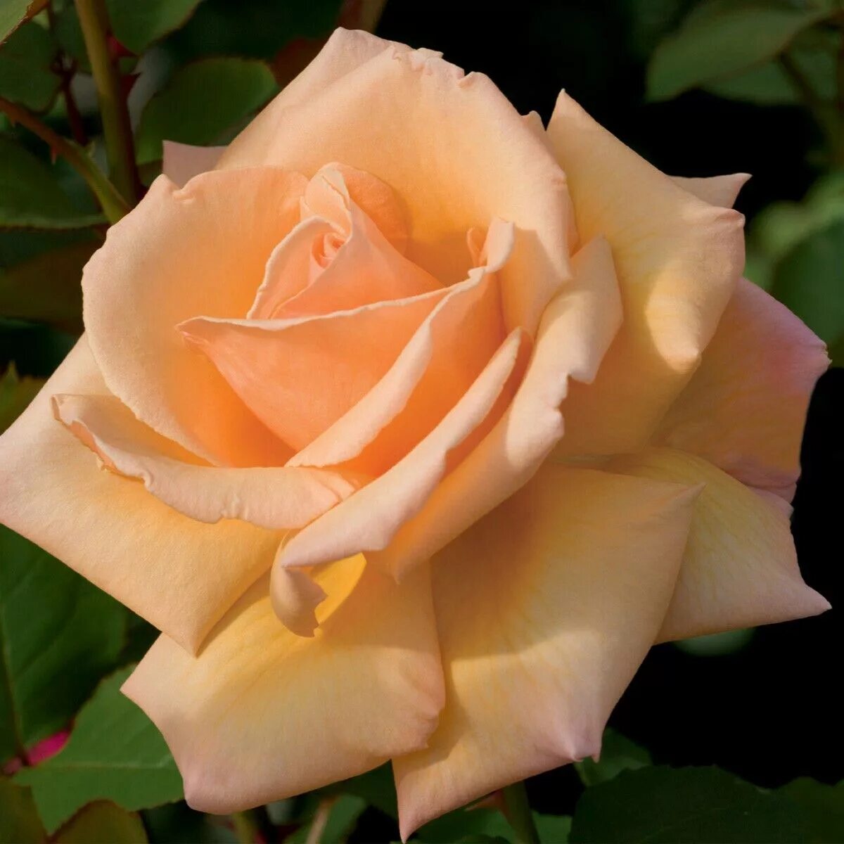 чайные розы сорта