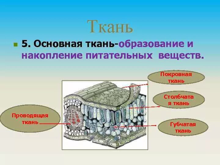 Ткань образующая непрерывную сеть. Покровные ткани растений и животных. покровная ткань. покровная и основная ткань. основная ткань покровная ткань.