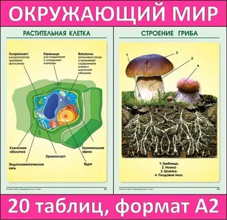 Комплект таблиц "Окружающий мир 1-4 класс" 20 таблиц., формат А2) Начальн. школа
