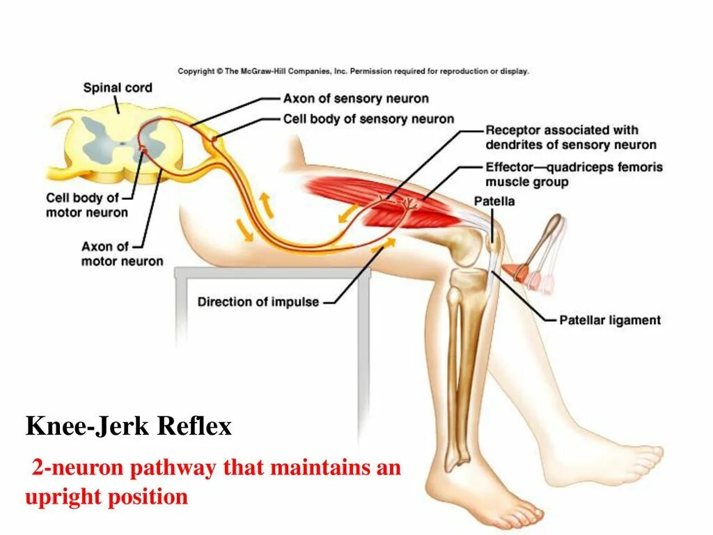 Стретч рефлекс. Knee Reflex. Monosynaptic Reflex. Quadriceps Reflex.