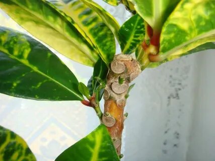 Можно обрезать кротон